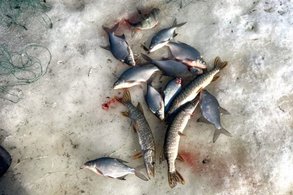В Вятских Полянах задержали рыбного браконьера